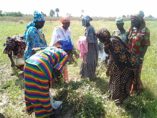 Productrices d’arachide de la région de Fatick (Sénégal) visitant des parcelles de démonstration de nouvelles variétés d’arachide © Hodo-Abalo Tossim
